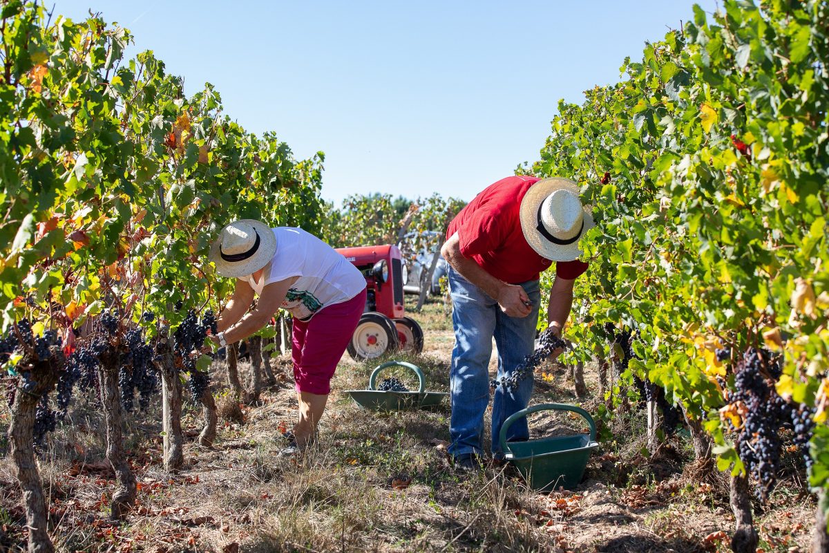 Consommation de vin en France 2022 : les Français boivent moins, mais mieux